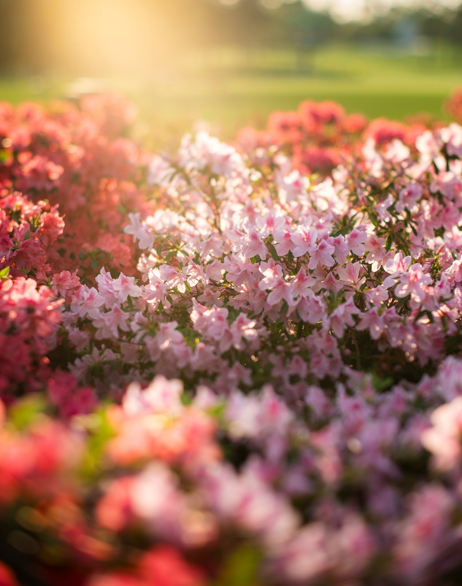 656203584_1374774928012702_1288954393657821572_n 656203584_1374774928012702_1288954393657821572_n.jpg (564 KB)