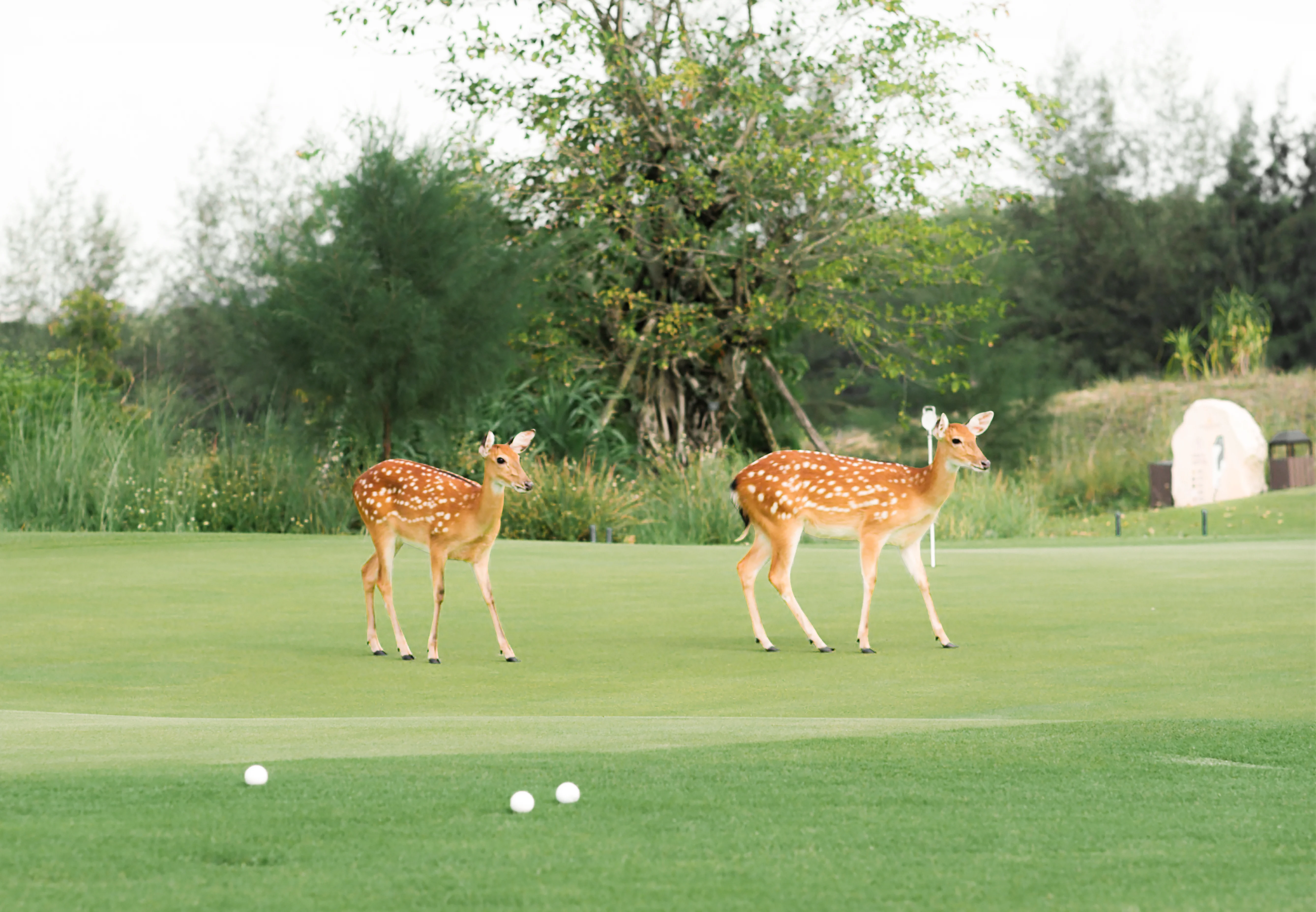 Anh_5.webp (1012 KB)